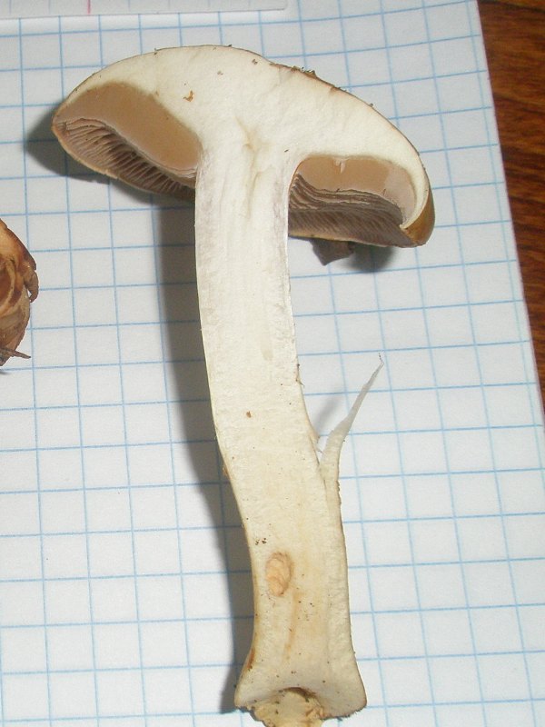 1_cortinarius_delibutus_1b.jpg