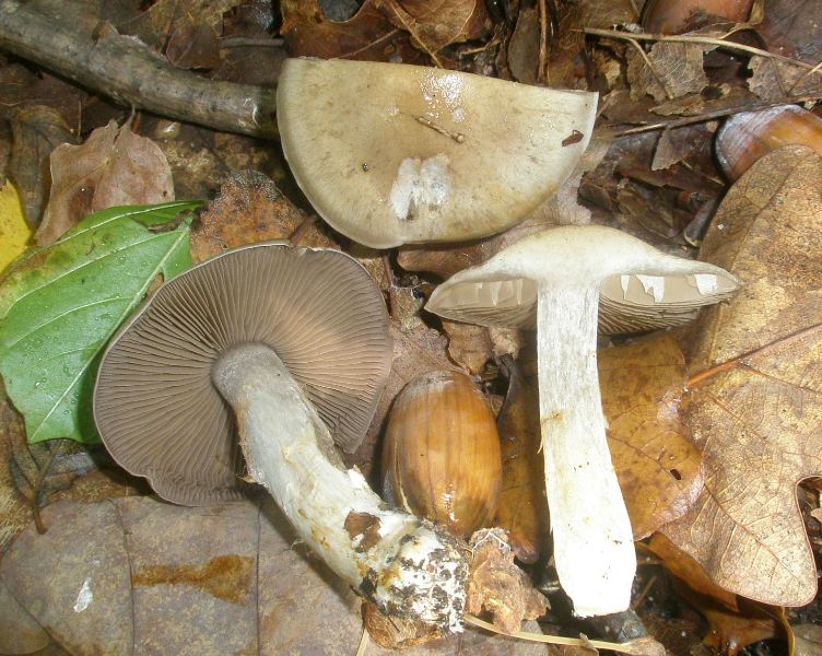 1_cortinarius_infractus_1.jpg