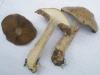 1_cortinarius_infractus_1a_t1.jpg