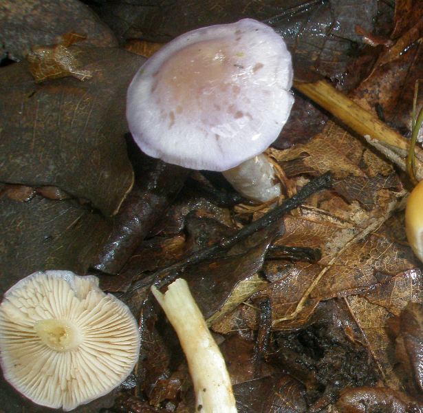 1_cortinarius_lazureus_1a.jpg