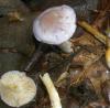1_cortinarius_lazureus_1a_t1.jpg