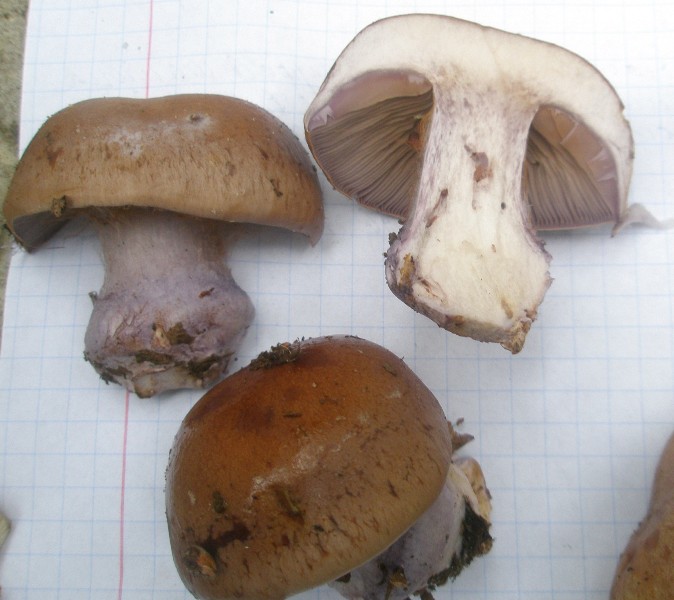 1_cortinarius_lividoviolaceus_1a.jpg
