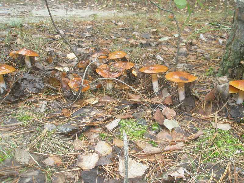 1_cortinarius_mucosus_2.jpg