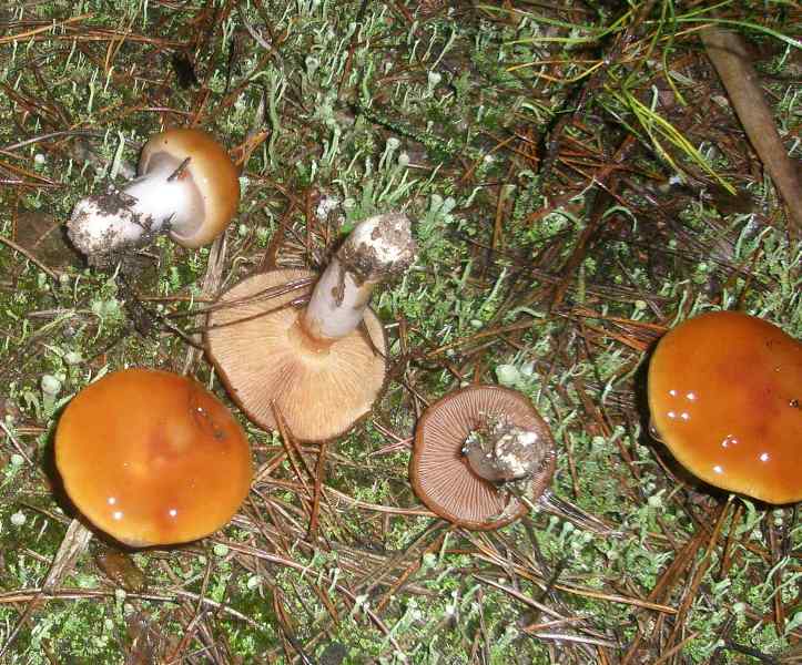 1_cortinarius_mucosus_var_collinitus.jpg
