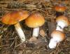 1_cortinarius_mucosus_var_collinitus_2_t1.jpg