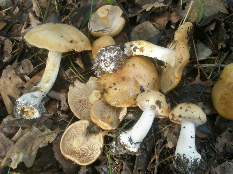 1_cortinarius_multiformis_1b.jpg