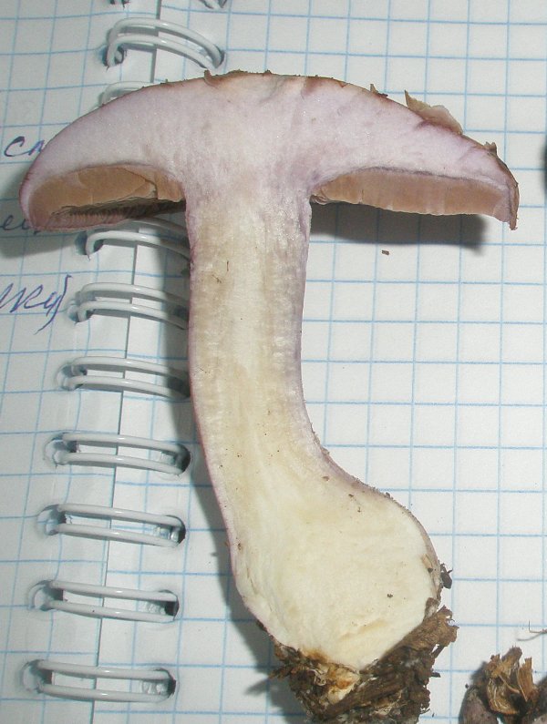 1_cortinarius_nemorensis_1c.jpg