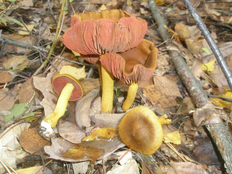 1_cortinarius_semisanguineus_2.jpg