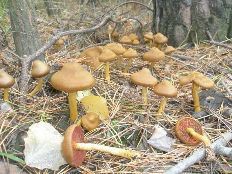 1_cortinarius_semisanguineus_3.jpg