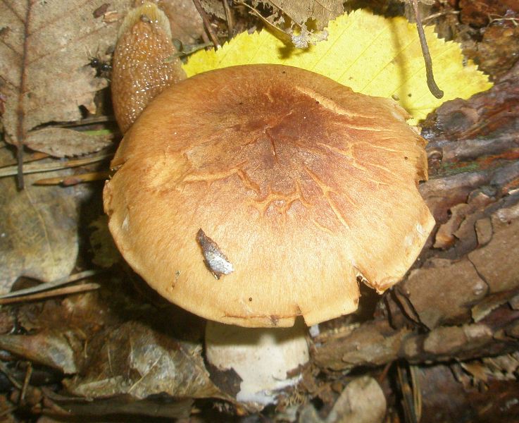 1_cortinarius_sp_1a.jpg