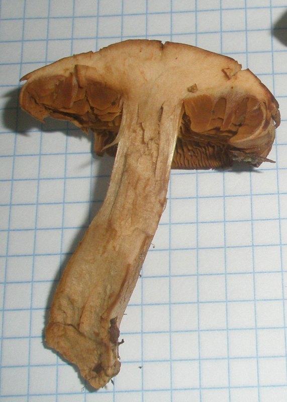 1_cortinarius_sp_1b.jpg