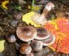 1_cortinarius_sp_3a_t1.jpg
