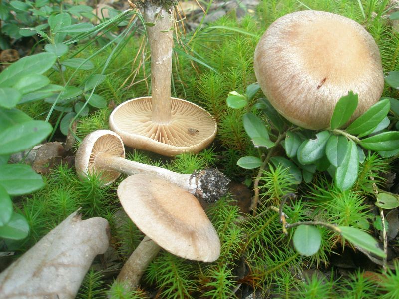 1_cortinarius_sp_4a.jpg