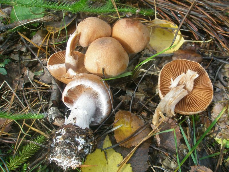 1_cortinarius_sp_6.jpg