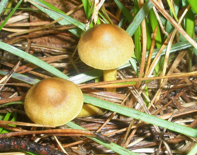 1_cortinarius_sp_venetus_2a.jpg