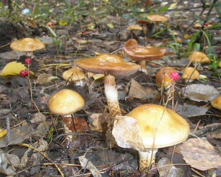 1_cortinarius_trivialis_2.jpg