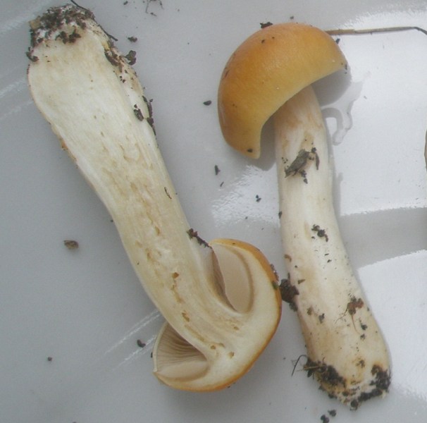 1_cortinarius_vibratilis_1a.jpg