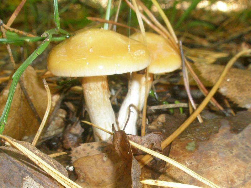 1_cortinarius_vibratilis_2.jpg