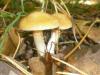 1_cortinarius_vibratilis_2_t1.jpg