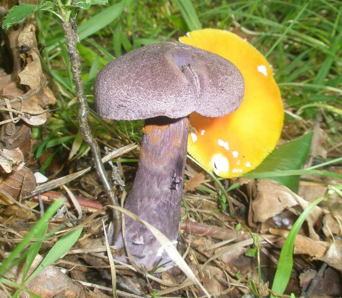 1_cortinarius_violaceus_2.jpg