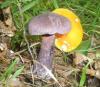 1_cortinarius_violaceus_2_t1.jpg