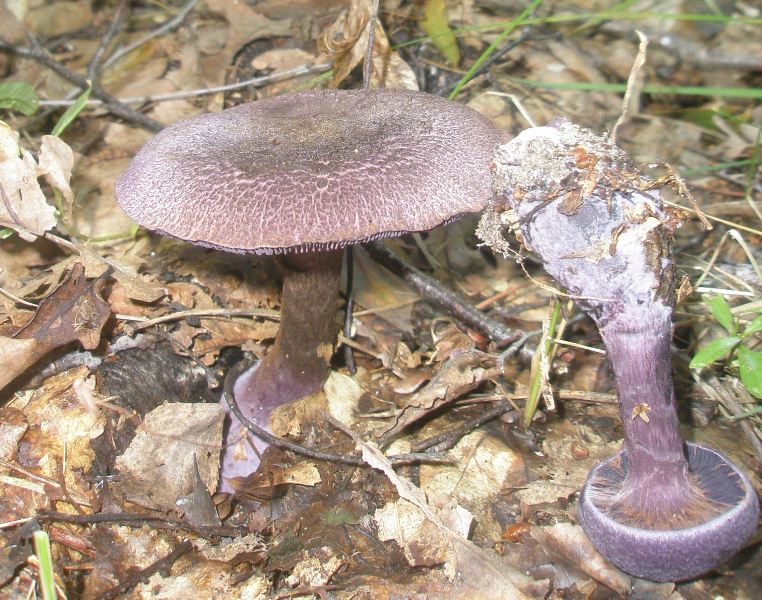 1_cortinarius_violaceus_4.jpg