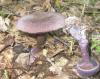 1_cortinarius_violaceus_4_t1.jpg