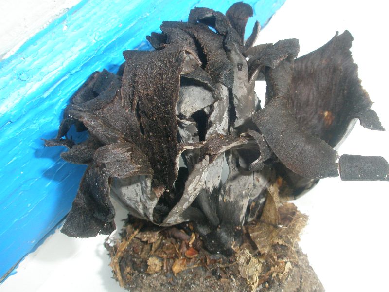 1_craterellus_cornucopioides_1a.jpg