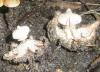 1_geastrum_pectinatum_1_t1.jpg