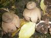 1_geastrum_vulgatum_1_t1.jpg
