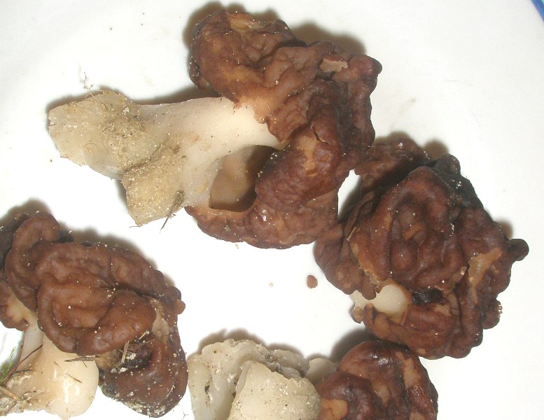 1_gyromitra_esculenta_1.jpg