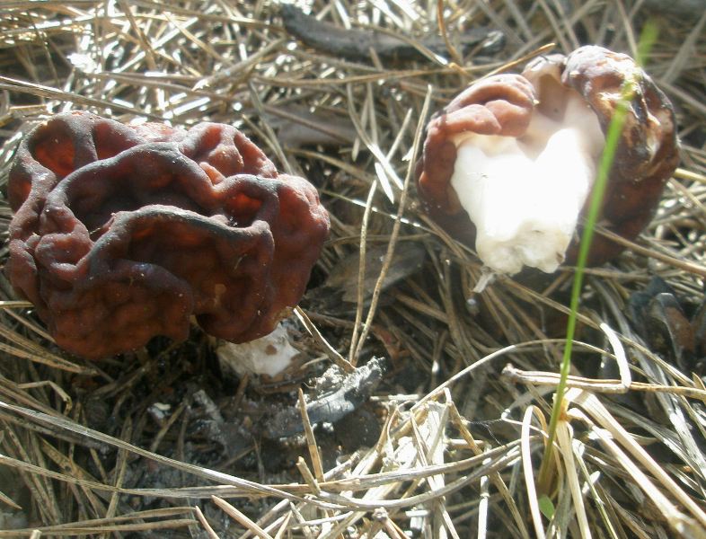 1_gyromitra_esculenta_1b.jpg