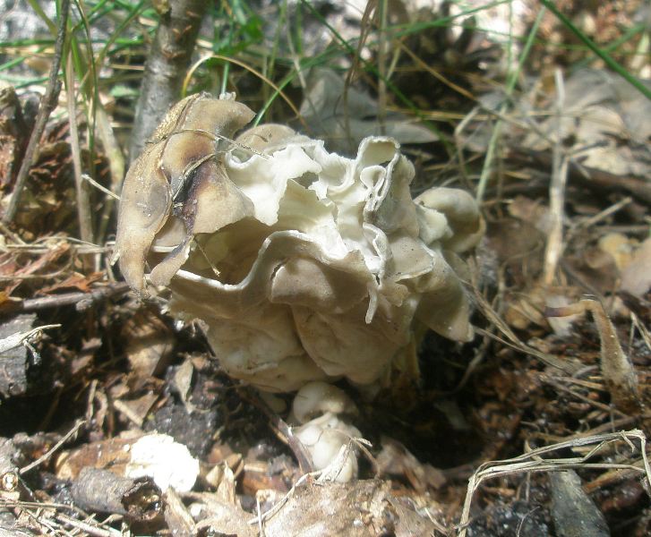 1_helvella_crispa_1a.jpg