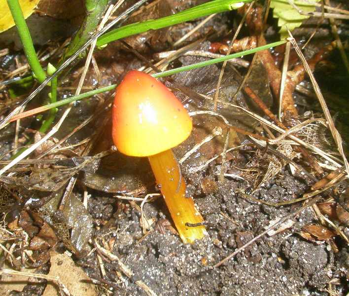 1_hygrocybe_conica_1.jpg