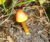 1_hygrocybe_conica_1_t1.jpg