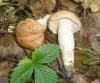 1_hygrophorus_nemoreus_t1.jpg