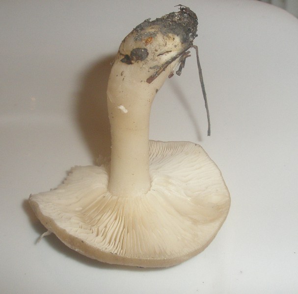 1_hygrophorus_sp_latitabundus_1a.jpg
