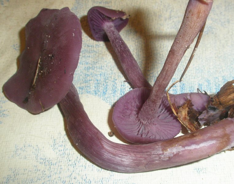 1_laccaria_amethistina_1.jpg