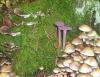 1_laccaria_amethistina_2_t1.jpg