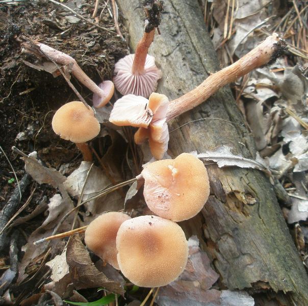 1_laccaria_bicolor.jpg