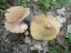 1_lactarius_helvus_1_t1.jpg