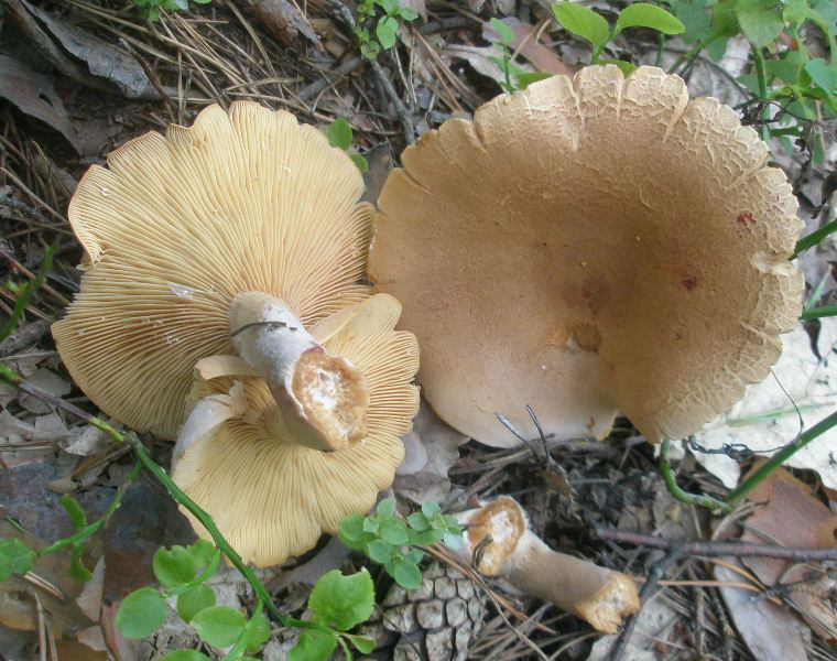 1_lactarius_helvus_1a.jpg