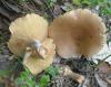 1_lactarius_helvus_1a_t1.jpg