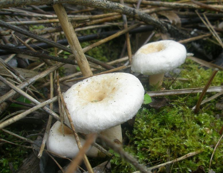 1_lactarius_pubescens_1.jpg