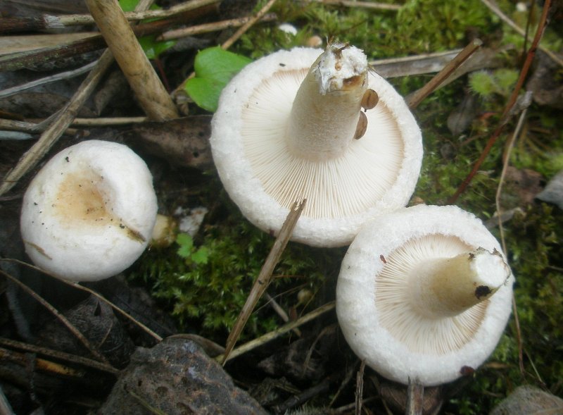 1_lactarius_pubescens_1a.jpg