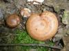 1_lactarius_quietus_1_t1.jpg