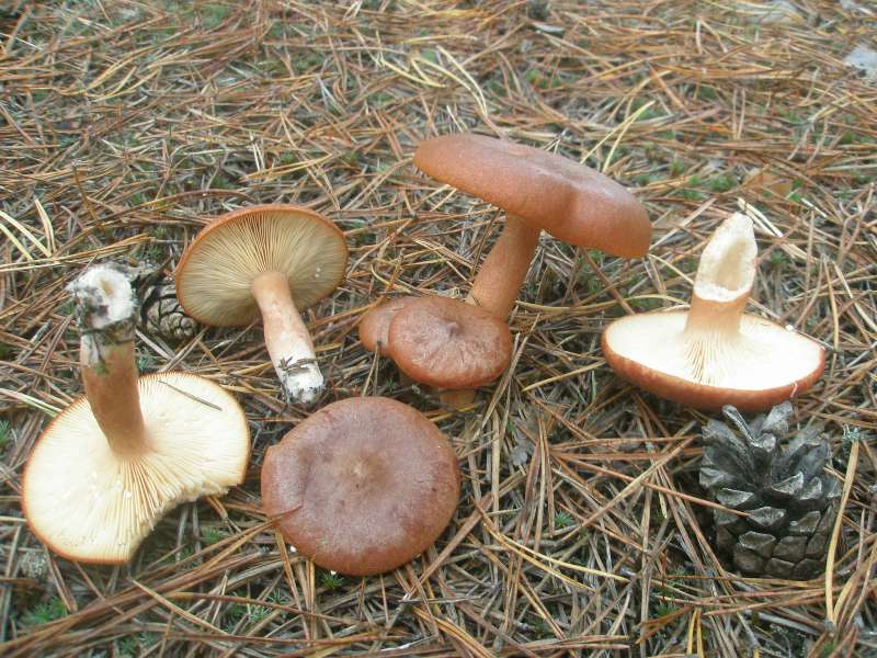 1_lactarius_rufus_1.jpg
