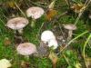 1_lactarius_trivialis_1_t1.jpg