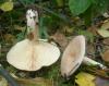 1_lactarius_trivialis_1a_t1.jpg