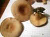 1_lactarius_vietus_1b_t1.jpg
